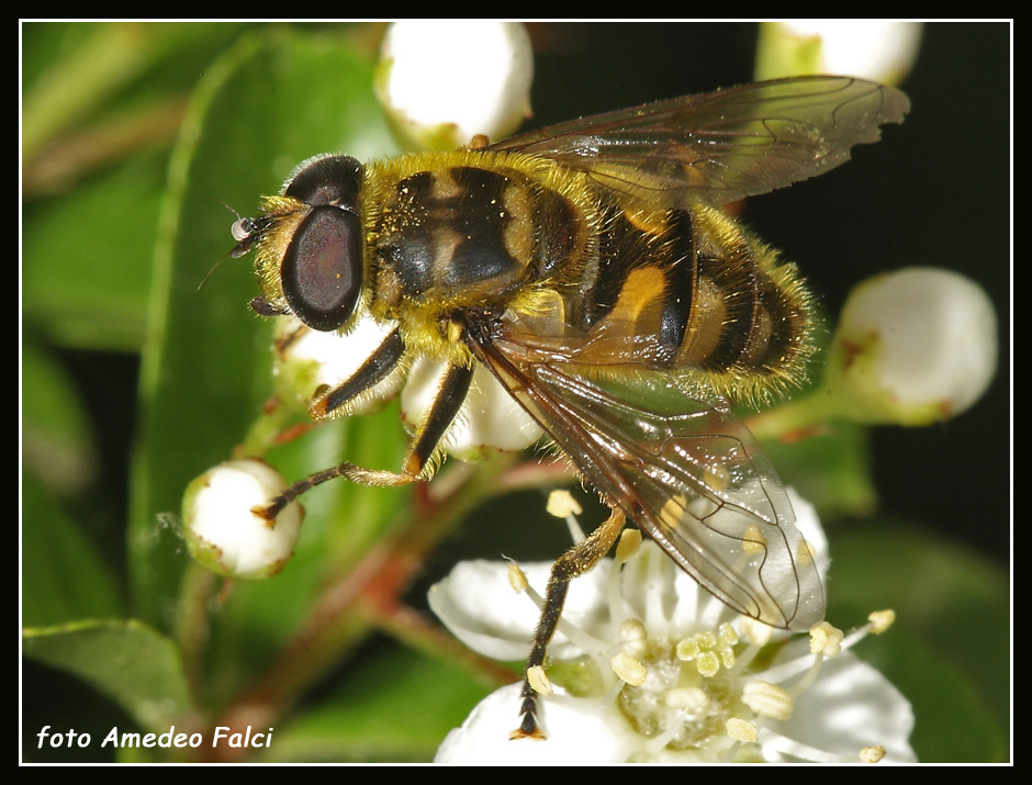 Dalla Sicilia Myathropa florea M (Syrphidae)